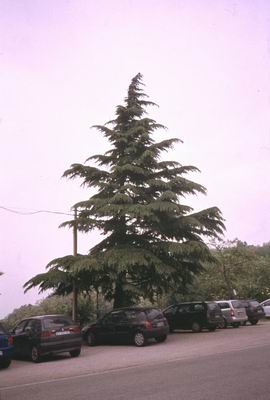 Resize of abete_oggi.jpg (16114 bytes)