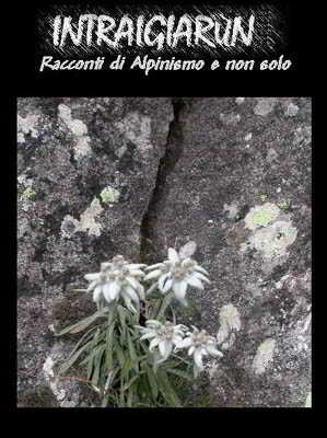 Stelle Alpine